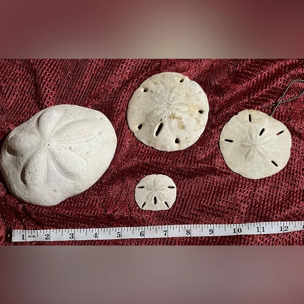 Collection of  Sand Dollars - Picture 2 of 10